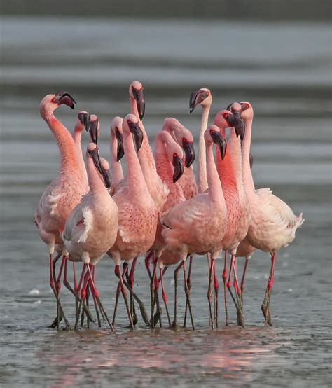 Lesser Flamingo Phoeniconaias Minor Lesser Flamingo Pho Flickr