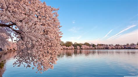 Washington Dc Cherry Blossom Wallpapers Top Free