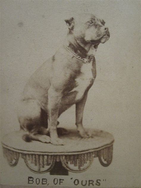 Bob Boxer~circa 1860 Vintage Dog Pitbull Dog Pitbull Terrier