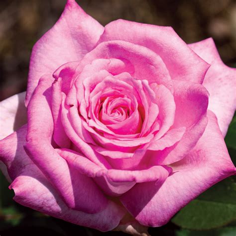 Beverly Hybrid Tea Rose Fragrant Roses Edmunds Roses