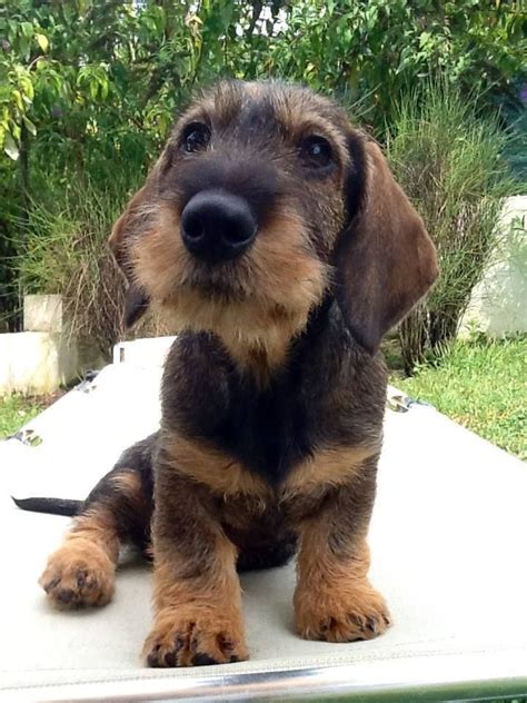 The wire haired dachshund is a brave, intelligent dog with plenty of muscle! 97 best Wirehaired dachshund/terrier pics images on ...