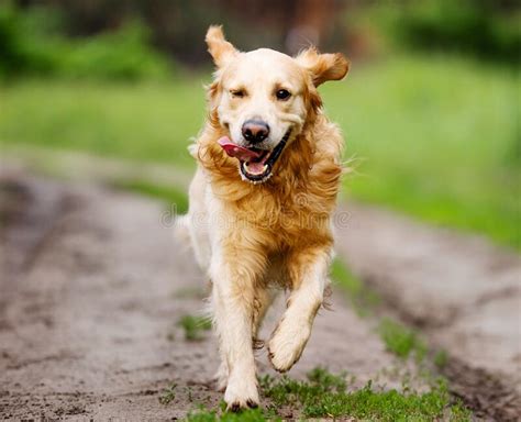 Running Golden Retriever Dog Stock Image Image Of Grass Labrador