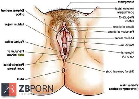 Gynecologist Zb Porn