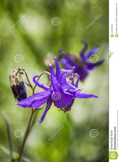 Wild Purple Mountain Flower In Green Forest Stock Image Image Of