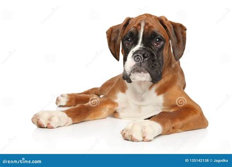 Beautiful German Boxer Puppy Lying Down Stock Photo Image Of Breed