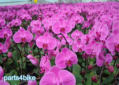 24 Types Perennial Phalaenopsis Orchid Flower Seeds 1 Professional Pack 100 Seeds Pack Rare
