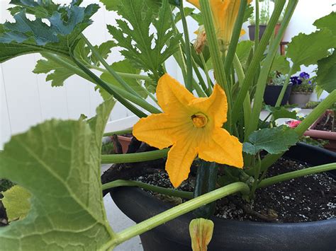 How To Grow Black Beauty Zucchini The Joy Blog