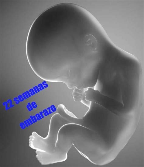 .embarazo semana a semana semana 14 de embarazo embarazo segundo trimestre de embarazo cuarto mes de embarazo semana 12 de gestación test 22 verdades del embarazo perfectamente ilustradas. Tu embarazo: 22 semanas de gestación | Embarazo, Semanas ...