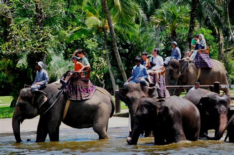 Bali Elephant Ride Tour Bali 99 Tour