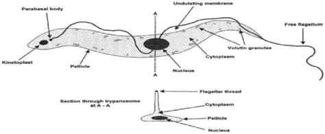 Diagram Of A Trypanosome Showing The Fundamental Morphological Features