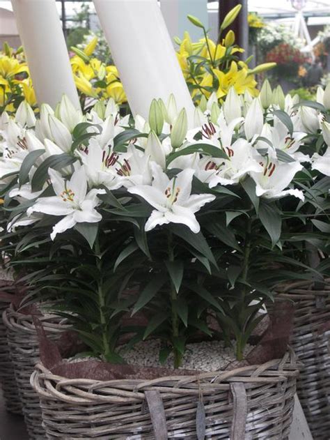Lilium Oriental Pot Lily Looks Sunny Bahamas From Growing Colors