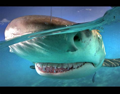A Smiley Lemon Shark Hilarious Smiling Animals Around The World