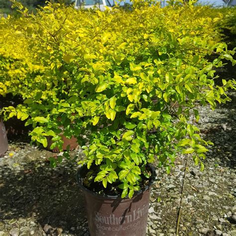Southern Living Plant Collection 25 Qt Sunshine Ligustrum Evergreen
