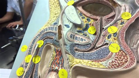 Each ~7.5 cm sac is lined with a mucous membrane, and the cells within the membrane secrete a pale fluid containing. Human anatomy model of male reproductive system - YouTube
