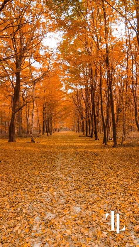 Fall Wallpaper | Autumn Aesthetic in 2020 | Iphone wallpaper fall, Fall