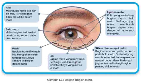 Bagian Mata Dan Fungsinya Rangkuman Materi Ipas Kelas 5 Sd Topik B