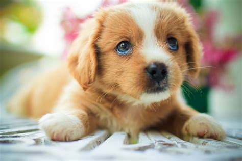 How Puppy Fur Hair Whiskers And Coat Grow