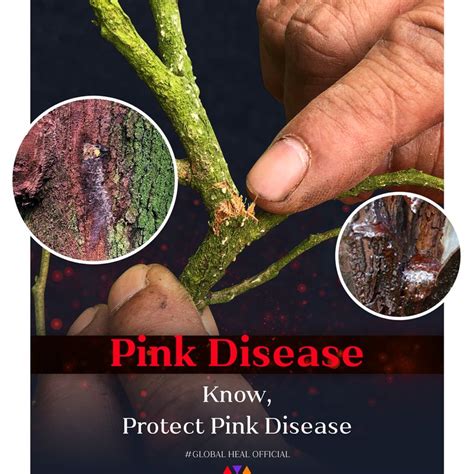 Global Heal Pink Disease Know And Protect Pink Disease It Is A Fungus