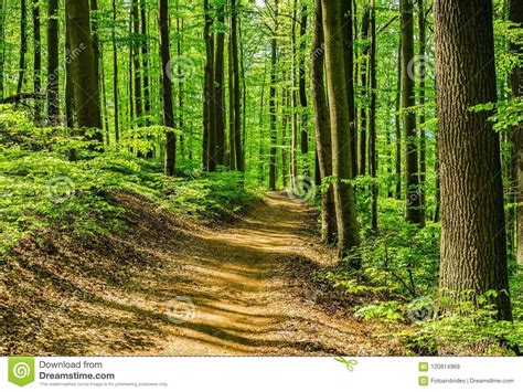 Nature Scene Beautiful Path In Green Forest Stock Image