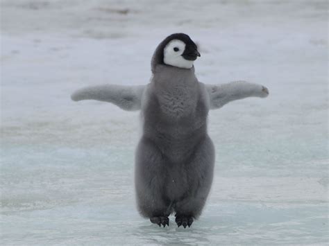 Виды пингвинов их особенности и среда обитания