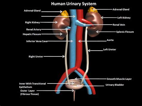 Manash Subhaditya Edusoft Urinary System Filter System Of Human Body
