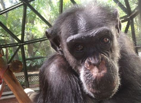 Casey Center For Great Apes