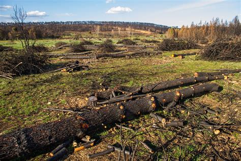 Hp Reforesta Un Bosque Calcinado Para Concienciar Contra Los Incendios