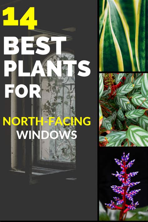The 14 Best Plants For North Facing Windows