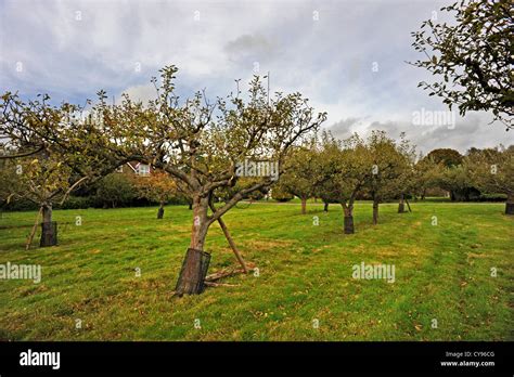 Apple Orchard In Sussex Stock Photo Alamy