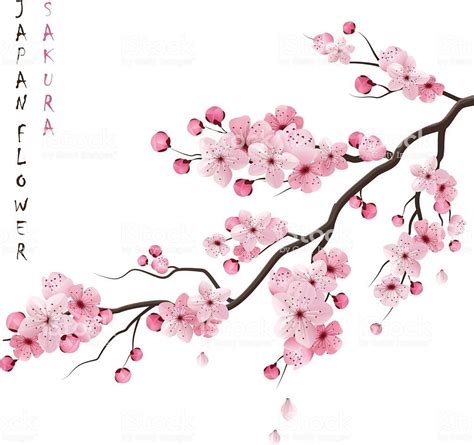 Realistic Sakura Japan Cherry Branch With Blooming Flowers Vector