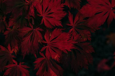 Red Leaves Hd Wallpapers On Wallpaperdog