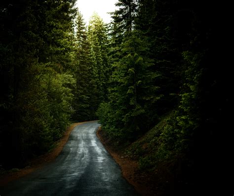 Wallpaper Id 276626 A Narrow Forest Road Surrounded By Evergreen