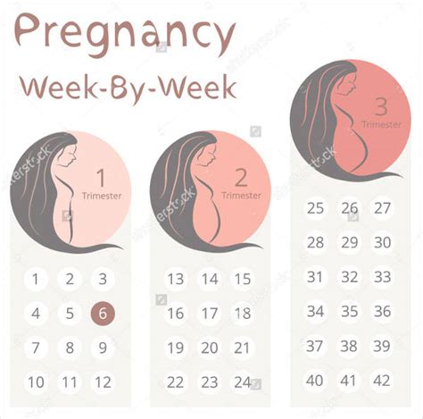 Weekly Pregnancy Calendar Symptoms Qualads Riset