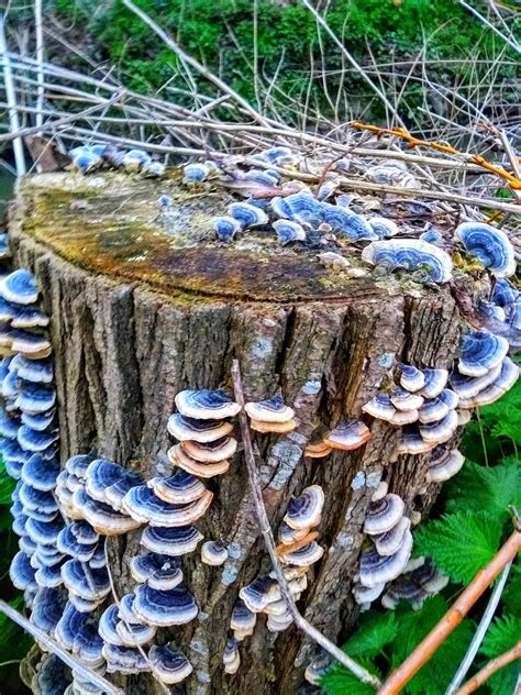 Magnificent Fungus On Tree Stump United Kingdom Rmycology