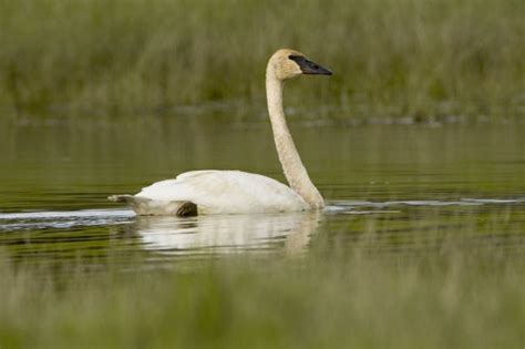 On The Wing Where To See Idahos Native Swans