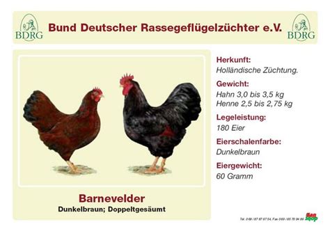 Gallus gallus domesticus et liste des races de poules. Barnevelder - www.rgzv-schiffweiler.de ...