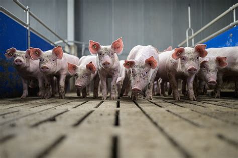 Chinas Promising African Swine Fever Vaccine Candidate Enters Next Stage Of Trials Caixin Global