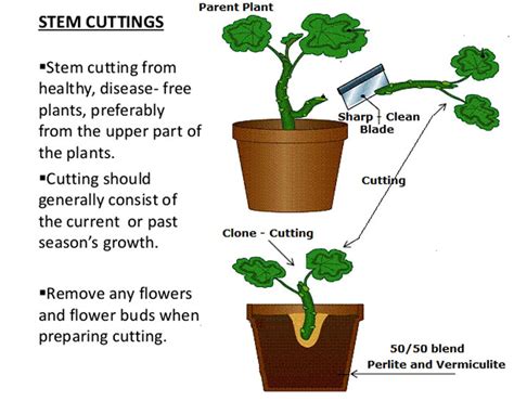 20 Plants And Herbs Which You Can Grow From Cuttings