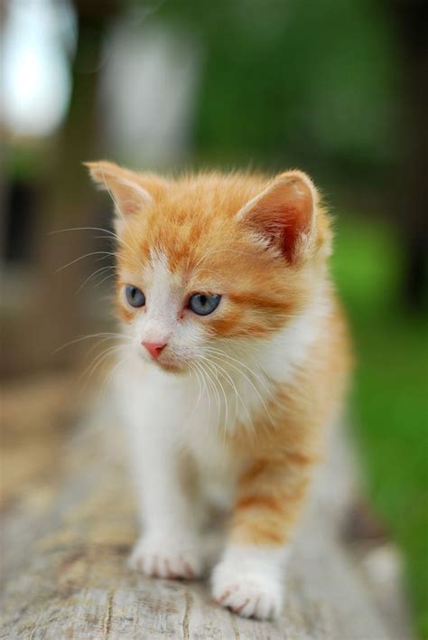 76 Best Kittens Images On Pinterest Kitty Cats Kittens