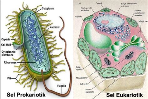 Struktur Sel Pengertian Sel Prokariotik Dan Sel Eukariotik Lengkap