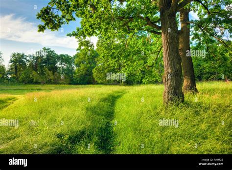 Summer Sunny Forest Trees Green Grass Lane Path Pathway Nature