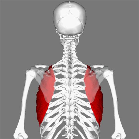 Improving Posture Work Your Serratus Anterior Live Fit And Sore