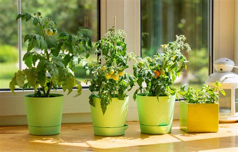10 Tips For Creating The Perfect Indoor Vegetable Garden Backyard Boss