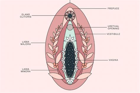 Listado De 12 Tipos De Vulvas Según La Forma Fotos Abeamer