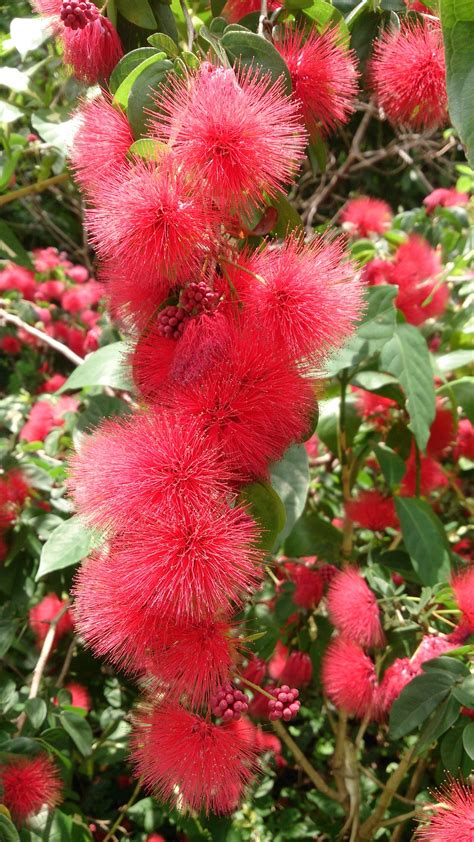 Stickpea Powder Puff Tree Calliandra Haematocephala Flowers For You