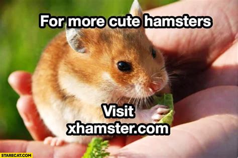 for more cute hamsters visit xhamster com