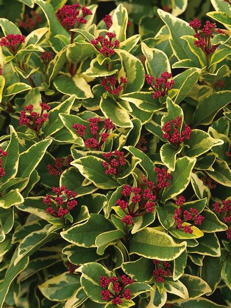 Use Evergreen Shrubs For Vibrant Flowers Leaves And Stems All Year