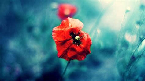 Red Poppy Wallpapers Wallpaper Cave