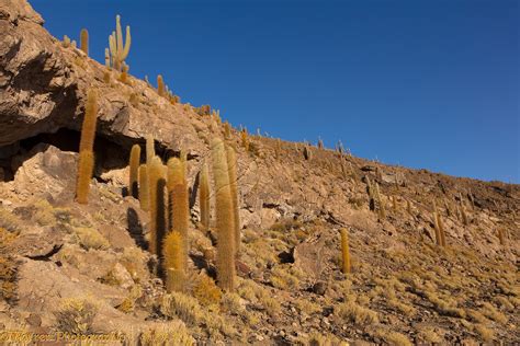 Pasacana Tree Cacti Salar De Uyuni Bolivia Photo Wp44057