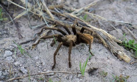 7 Brown Spiders In Arizona A Z Animals